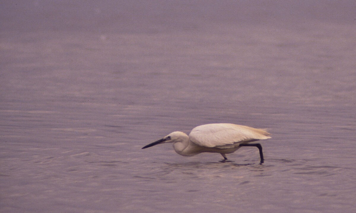 Küstenreiher - ML646051858