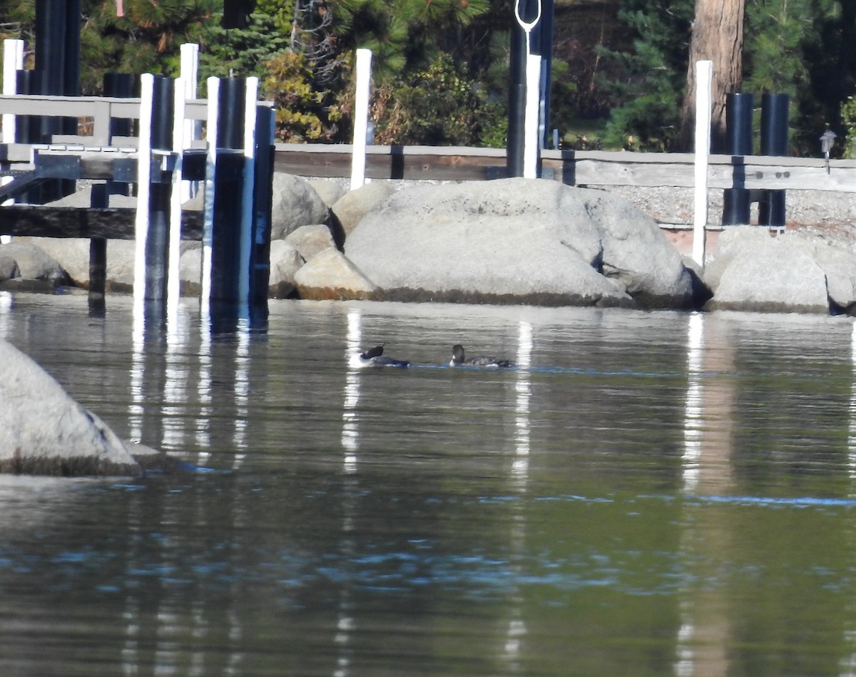 Eistaucher - ML646051863