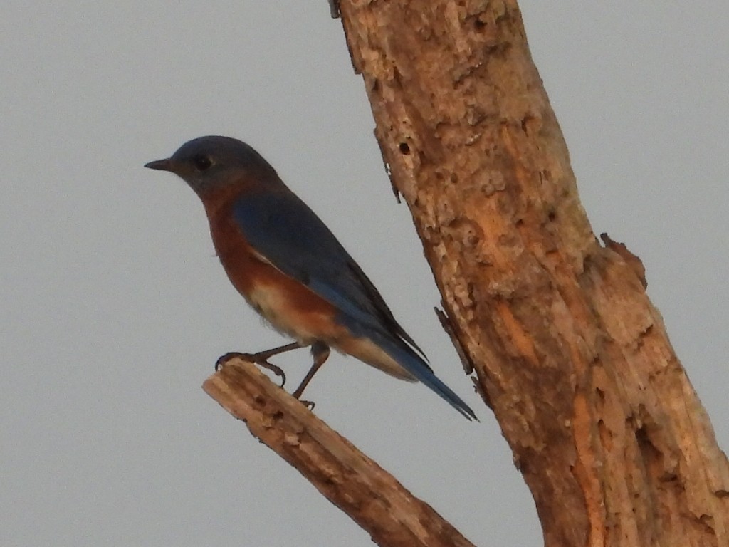 Rotkehl-Hüttensänger - ML646051865