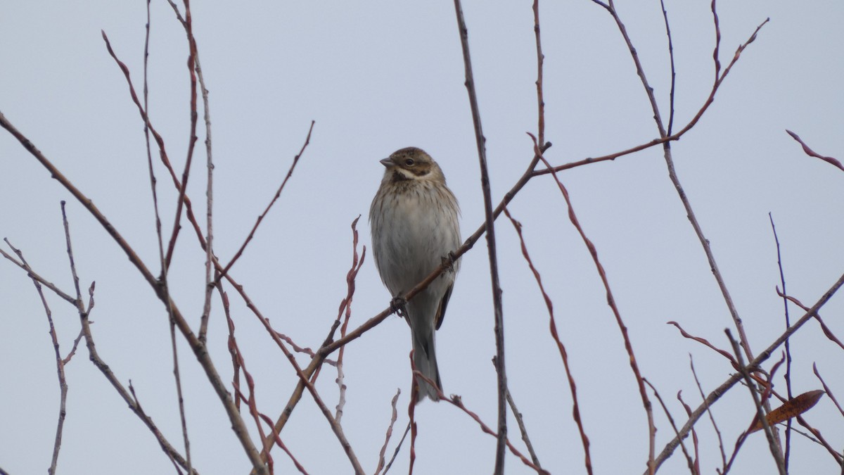 Rohrammer - ML646051866