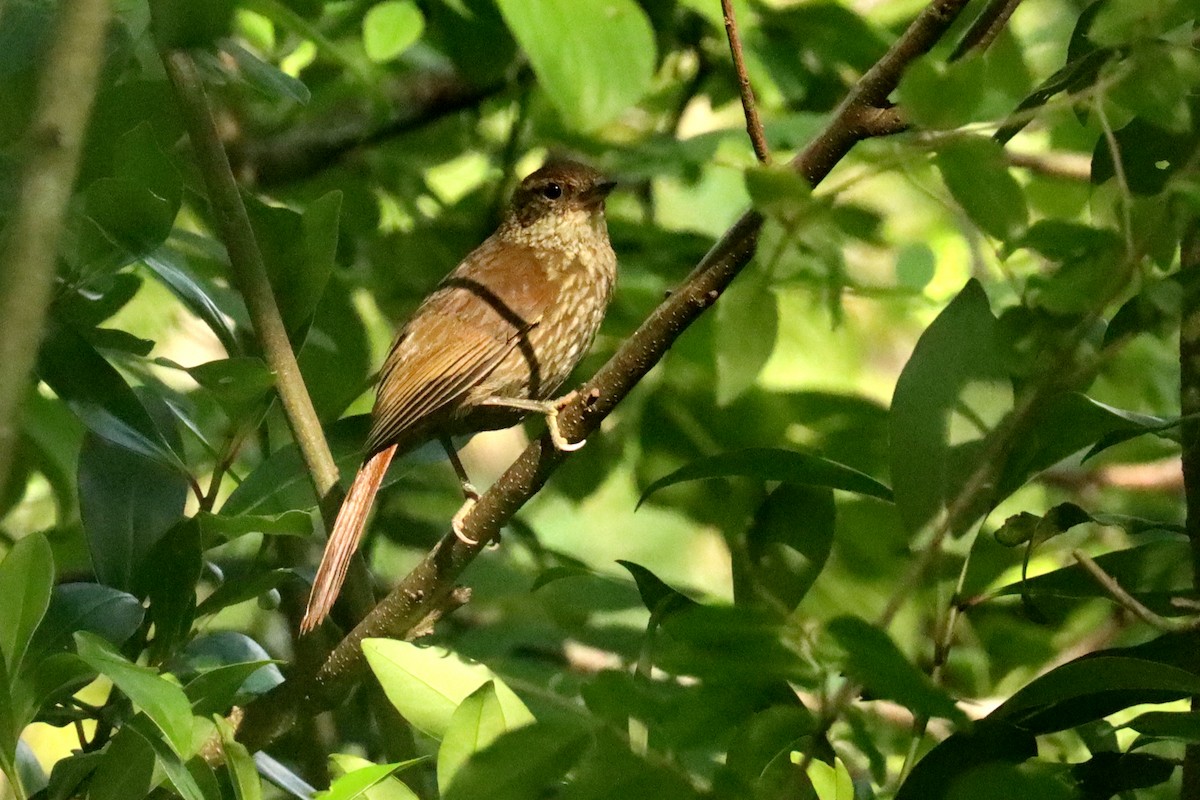 Buff-browed Foliage-gleaner - ML646051869
