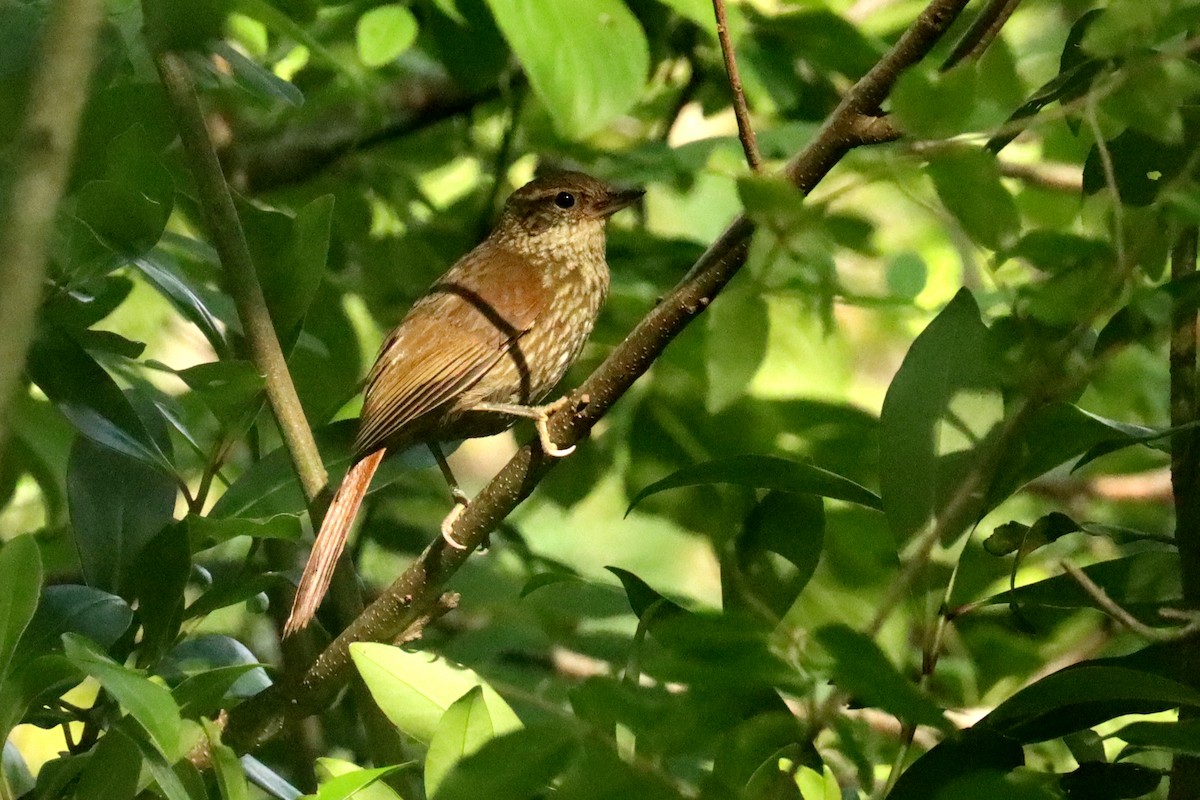 Buff-browed Foliage-gleaner - ML646051870