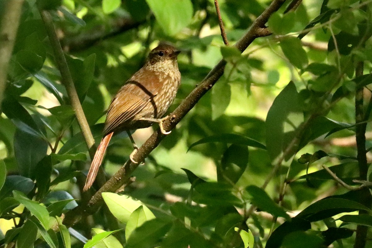 Buff-browed Foliage-gleaner - ML646051871