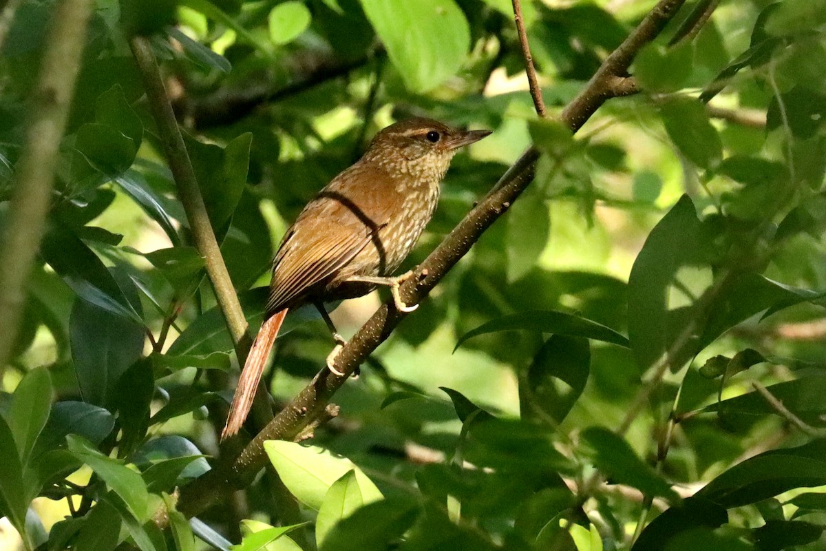 Buff-browed Foliage-gleaner - ML646051872