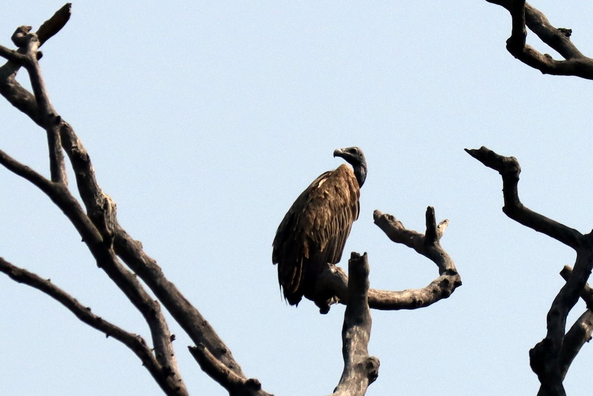 Slender-billed Vulture - ML646051875
