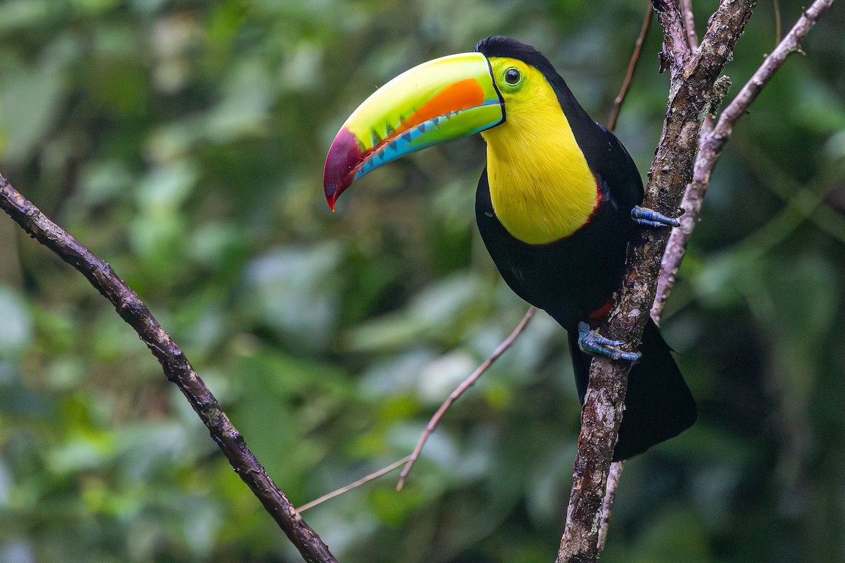 Keel-billed Toucan - ML646051897