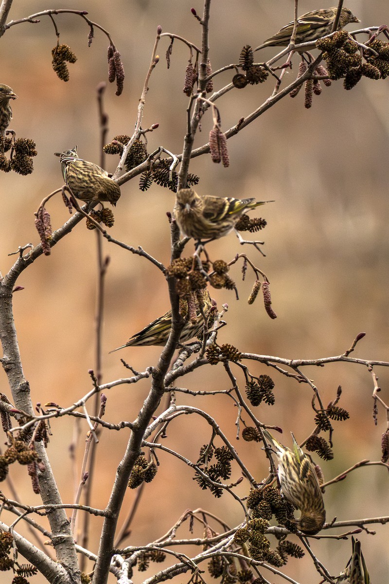 Pine Siskin - ML646051904