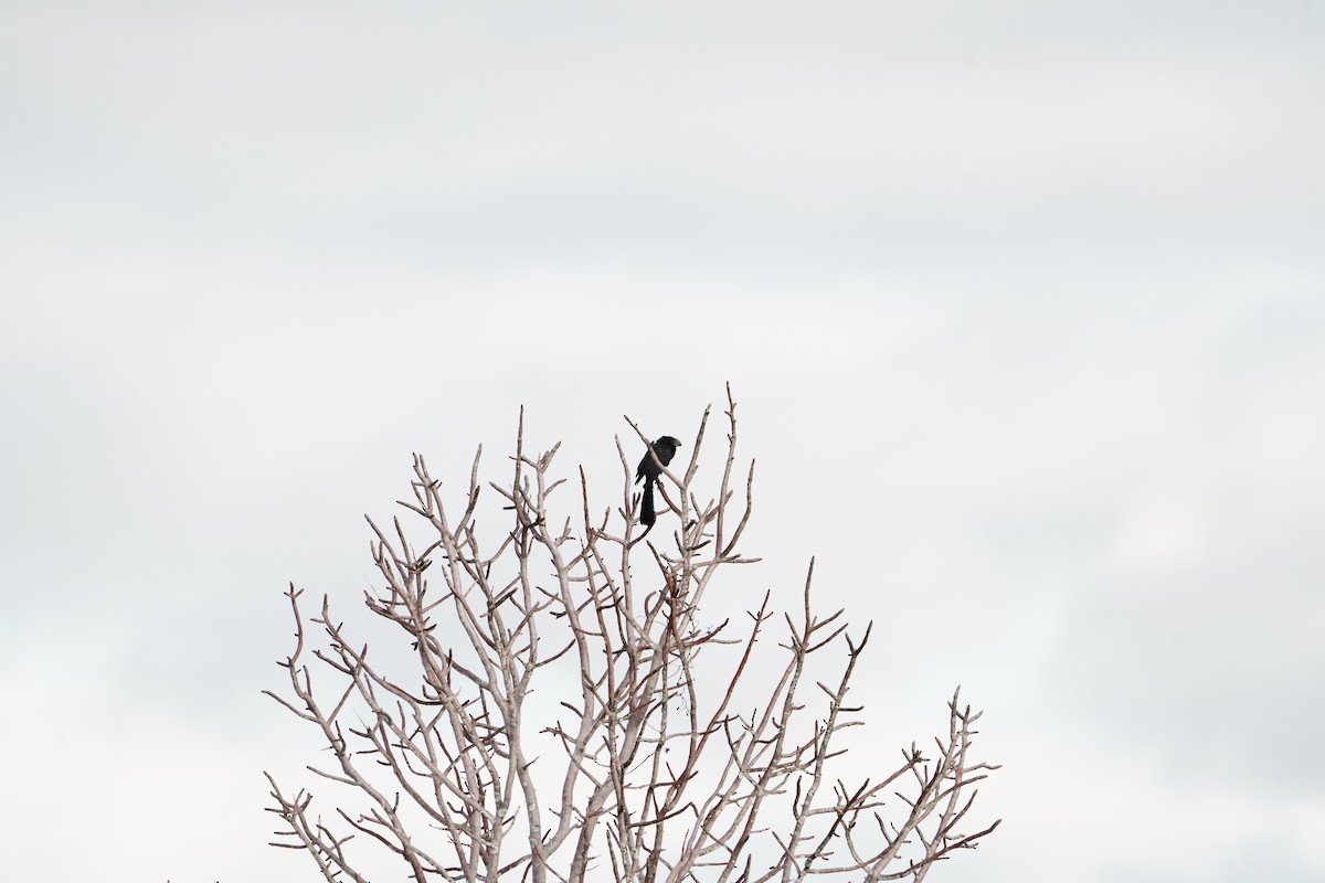 Ані товстодзьобий - ML646051910