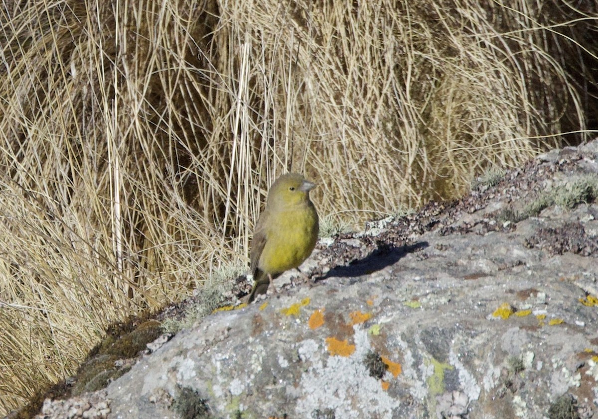 Greenish Yellow-Finch - ML646051919