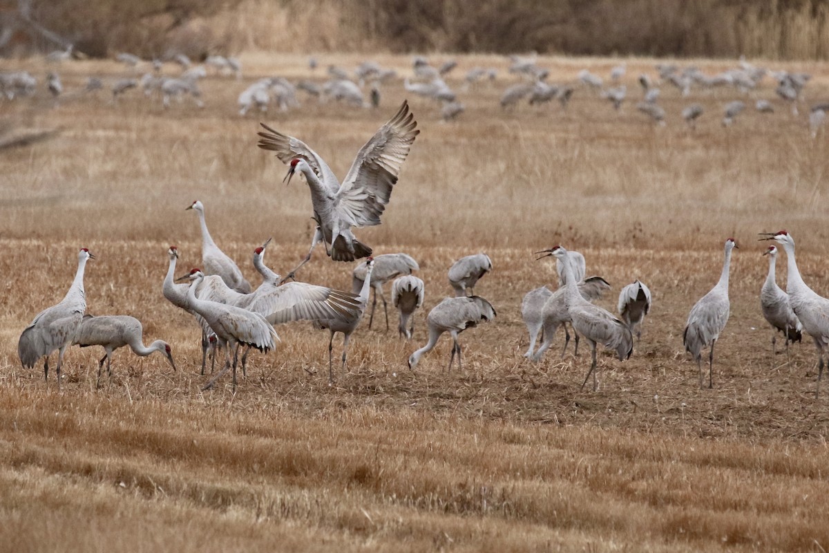 jeřáb kanadský - ML646051921