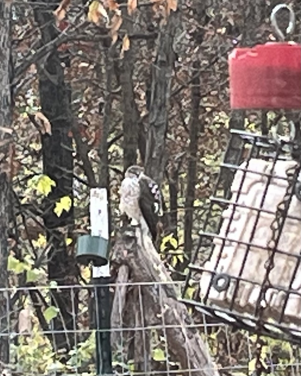 Cooper's Hawk - ML646051934