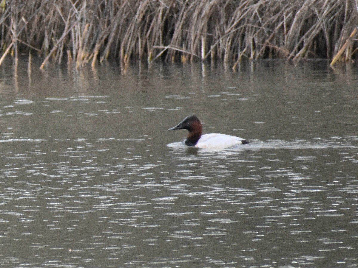 Büyük Elmabaş - ML646051947