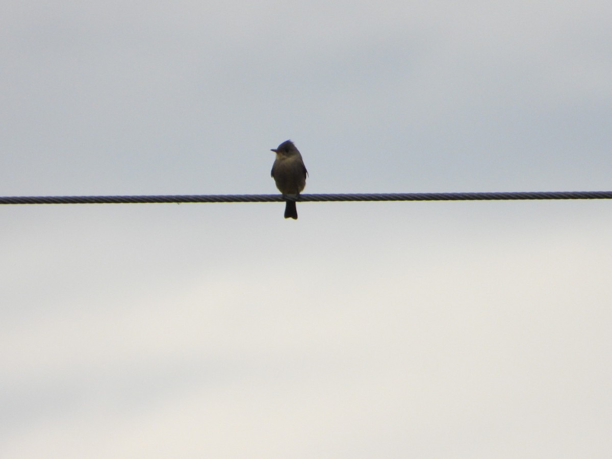 Greater Pewee - ML646051952