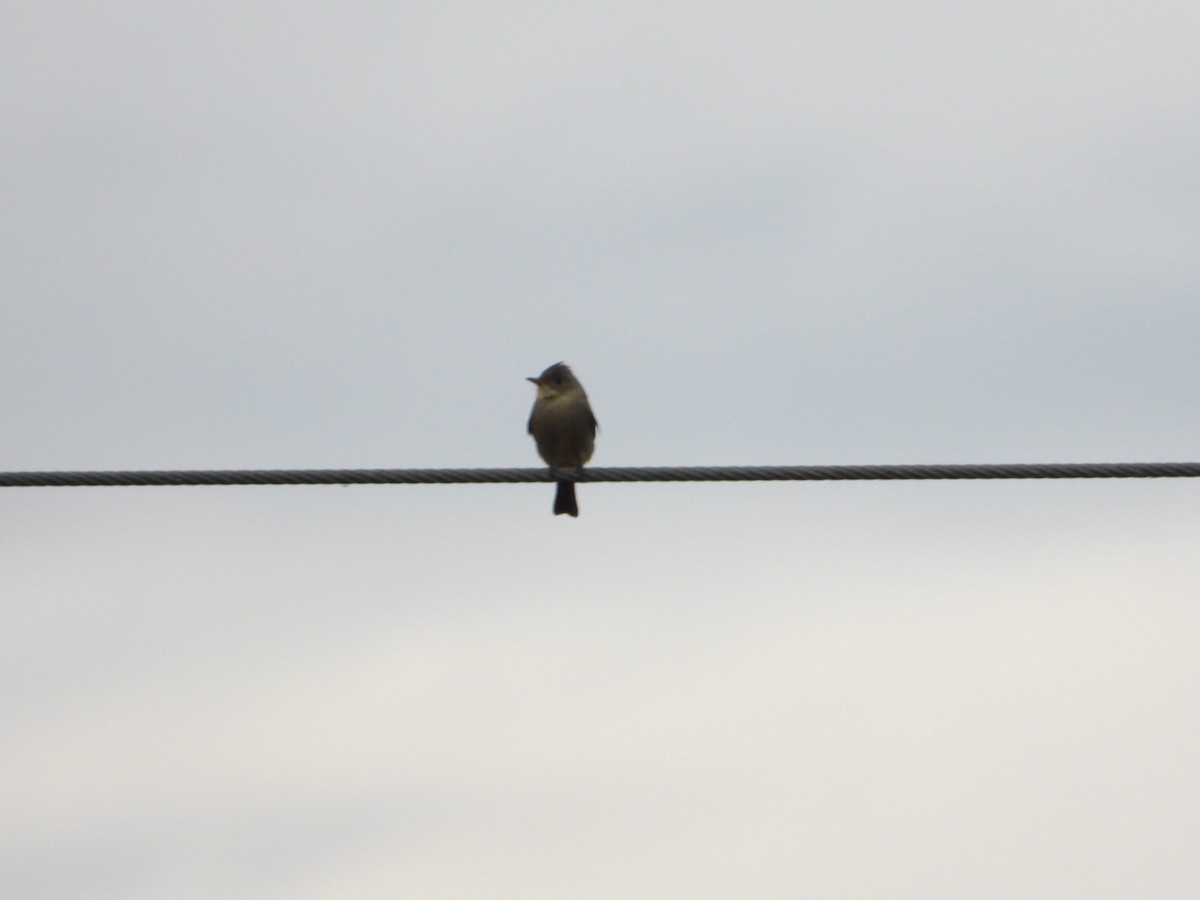Greater Pewee - ML646051953