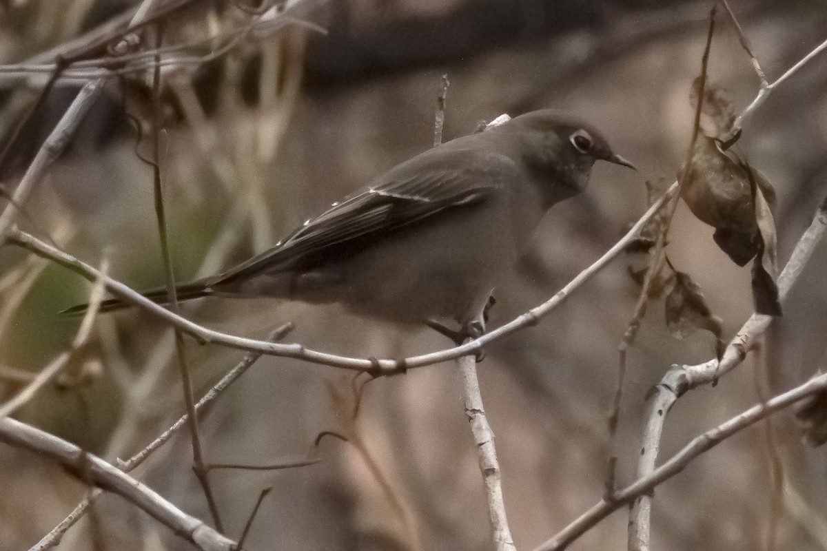 Townsend's Solitaire - ML646051959