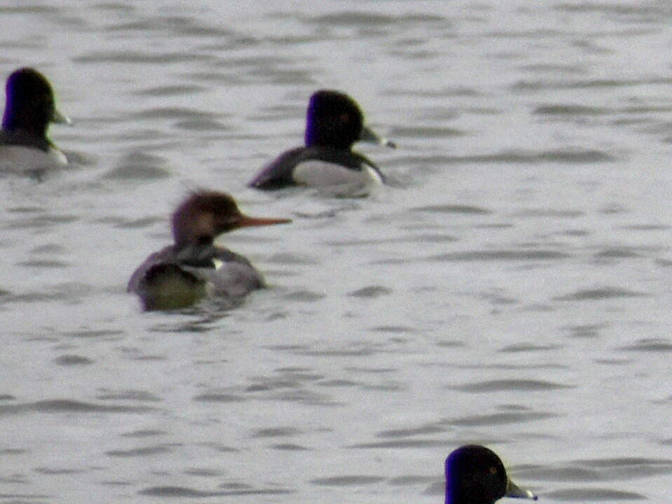 Serreta Mediana - ML646051982