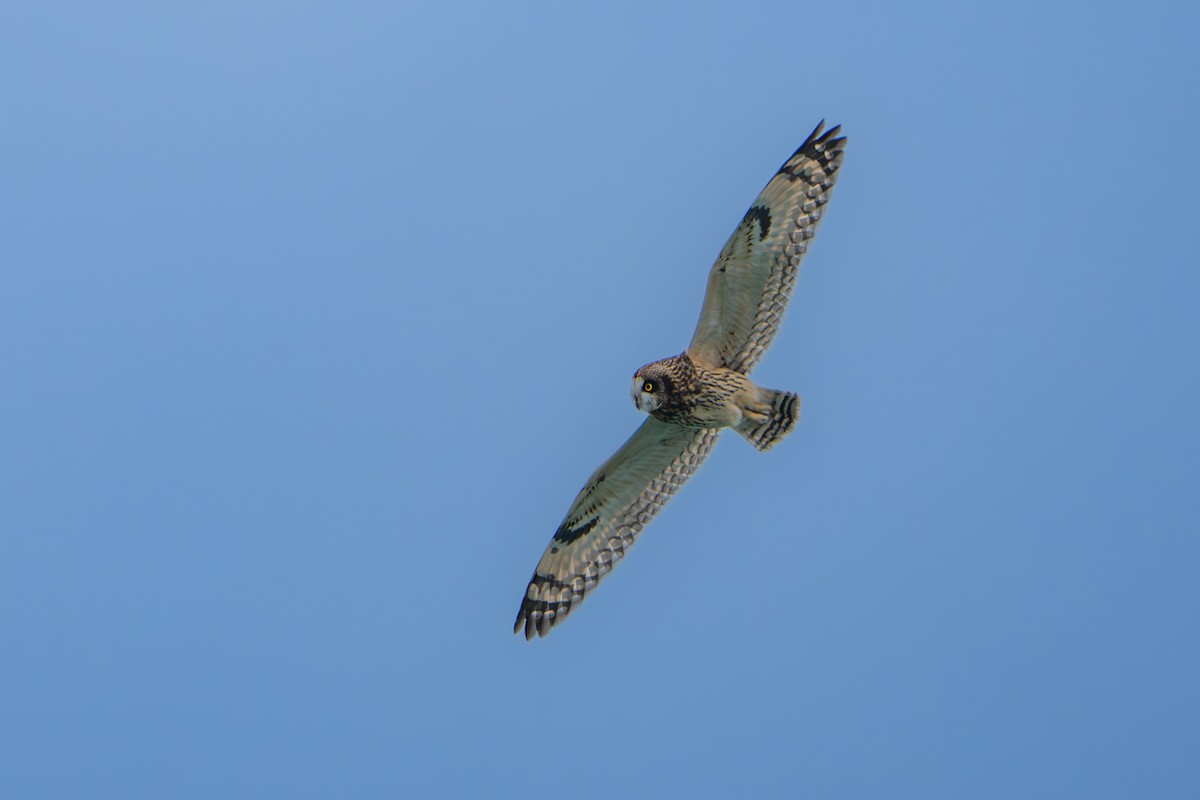 Short-eared Owl - ML646051983
