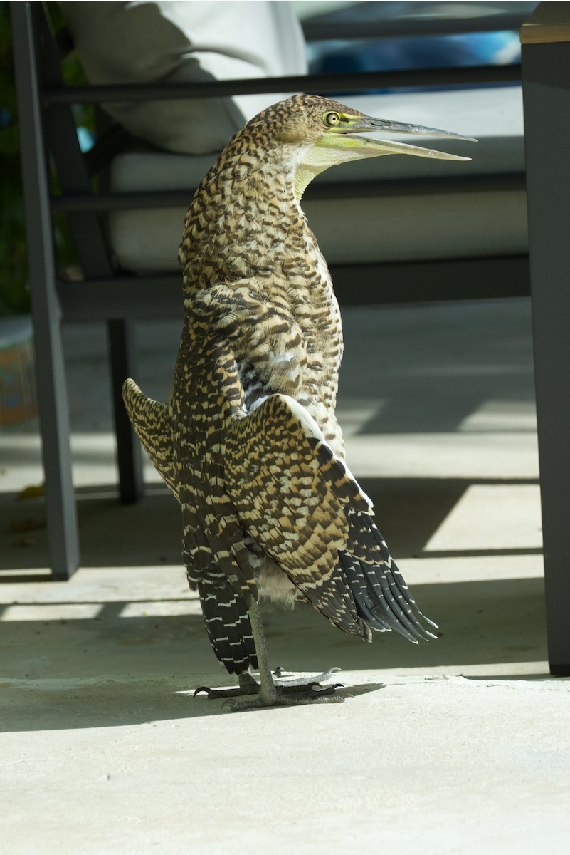 Bare-throated Tiger-Heron - ML646051988