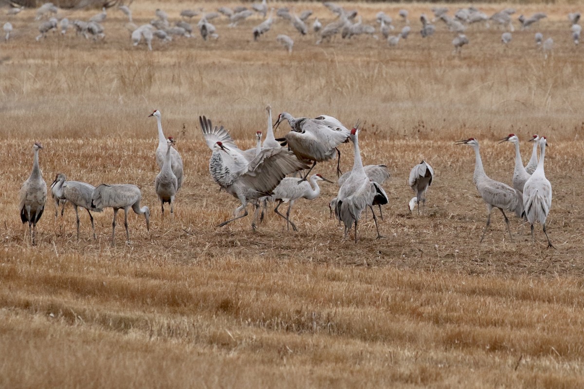 jeřáb kanadský - ML646051989