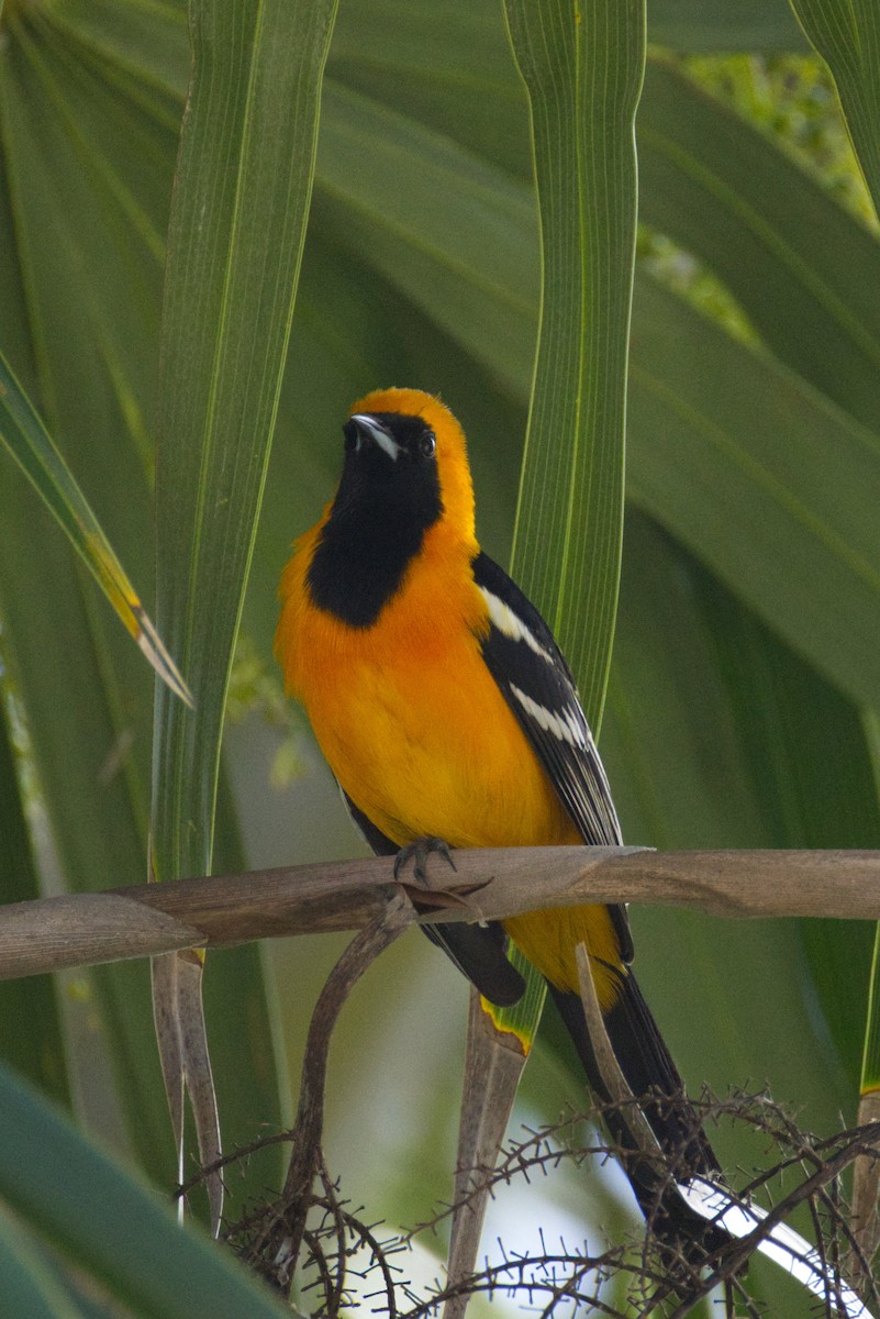 Hooded Oriole - ML646051998