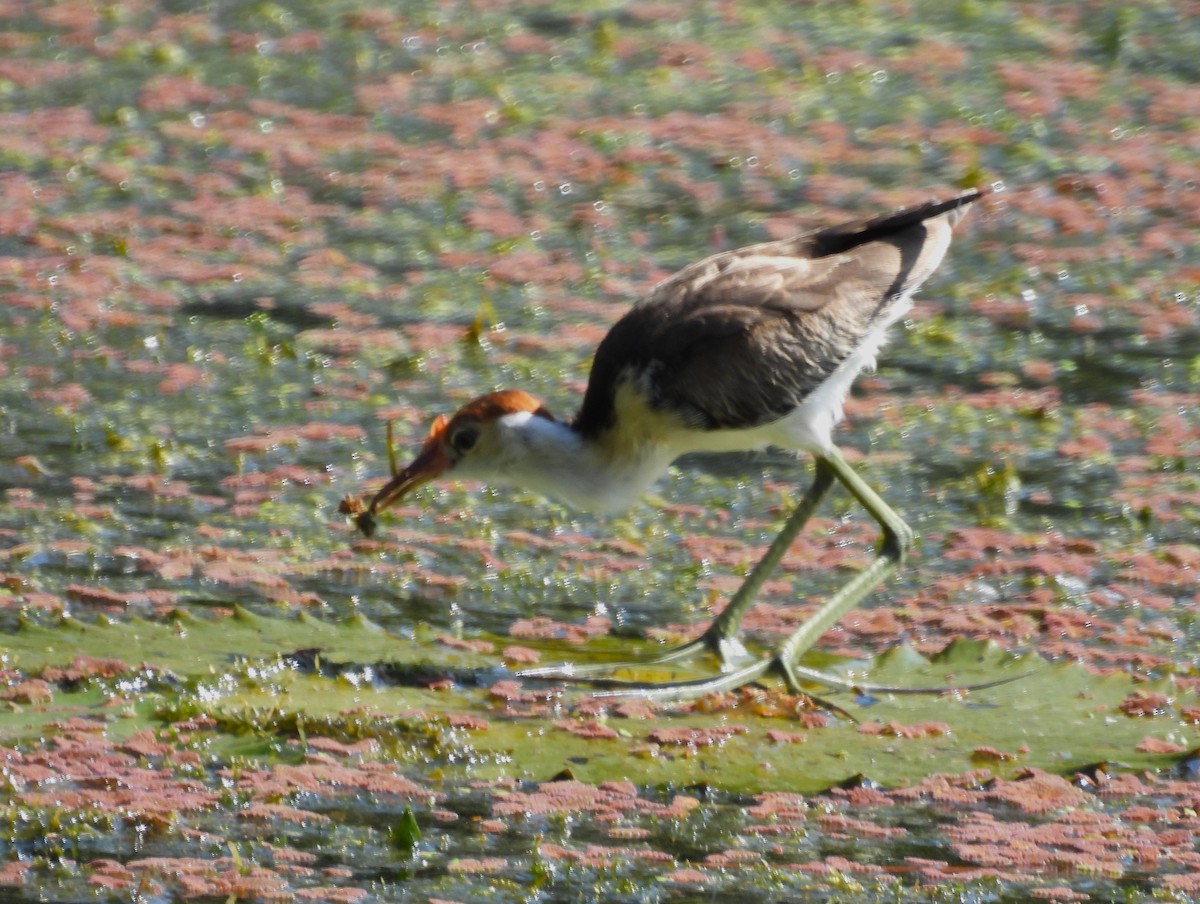 Comb-crested Jacana - ML646052000