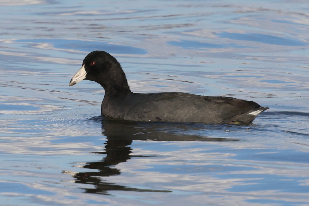American Coot - ML646052001
