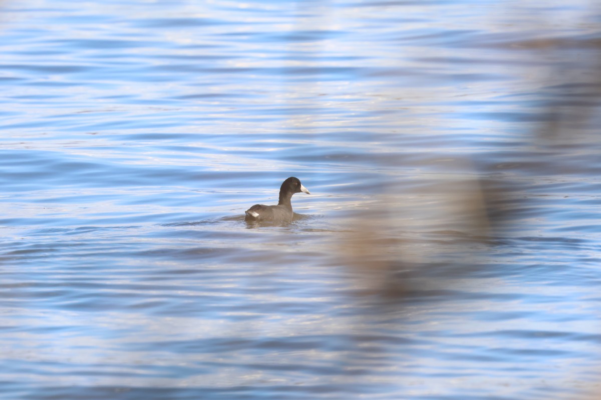 American Coot - ML646052002