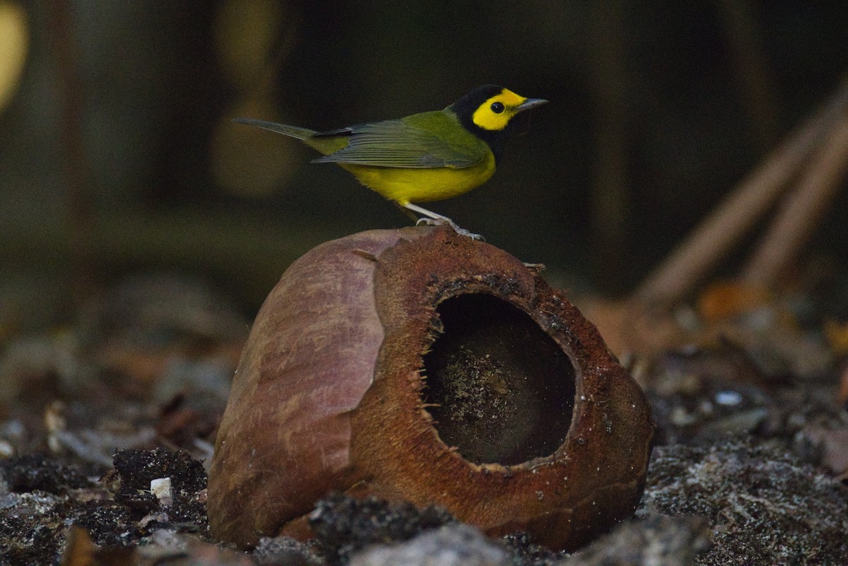 クロズキンアメリカムシクイ - ML646052012