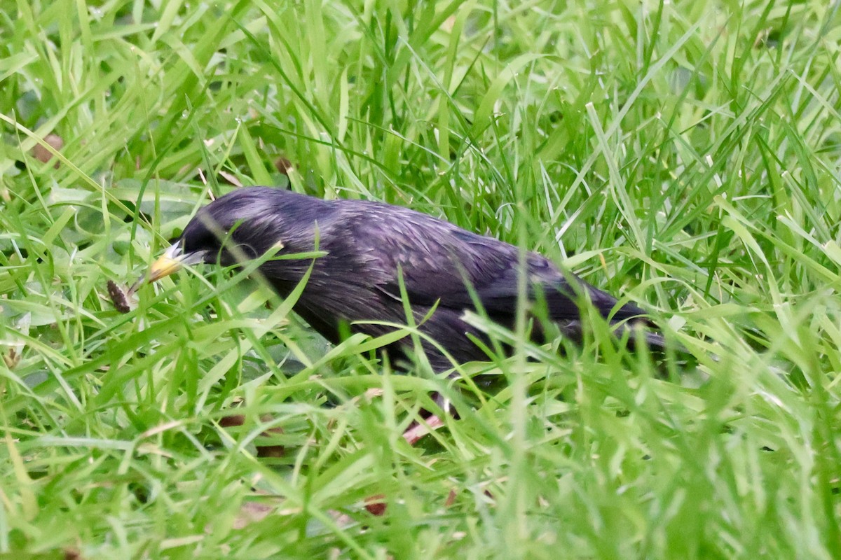 Spotless Starling - ML646052013