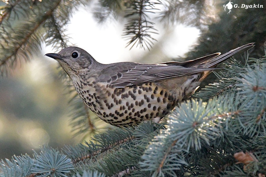 drozd brávník - ML646052014