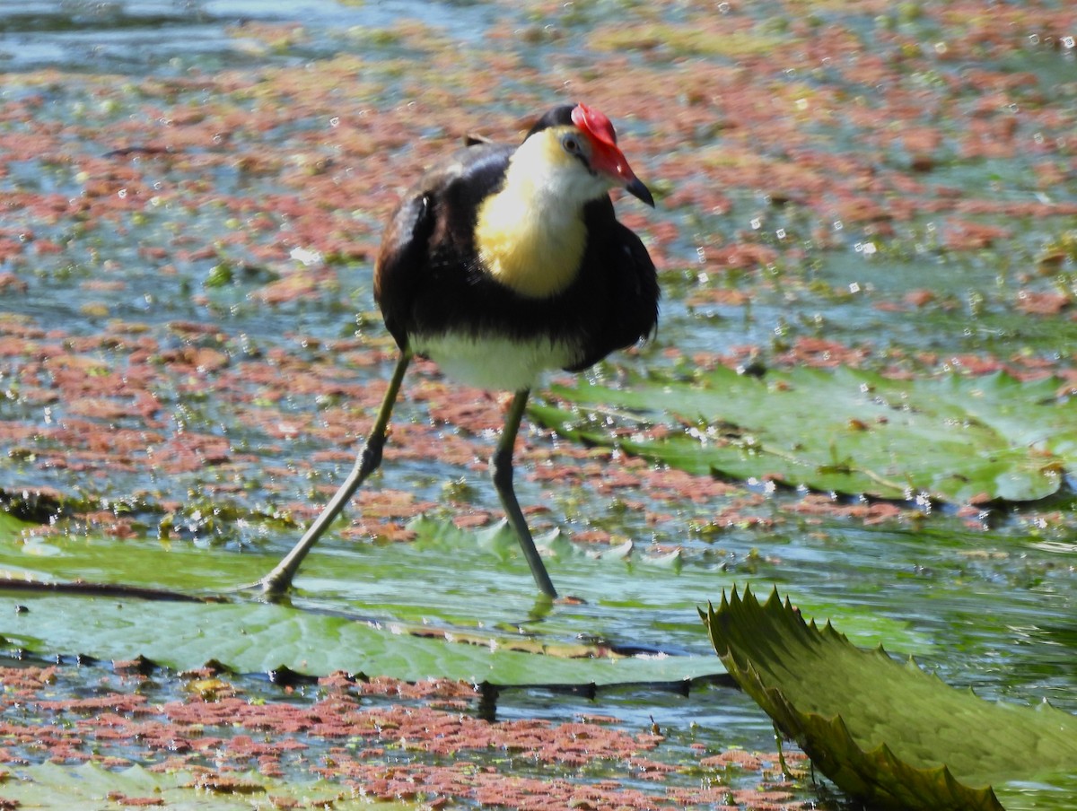 Comb-crested Jacana - ML646052016
