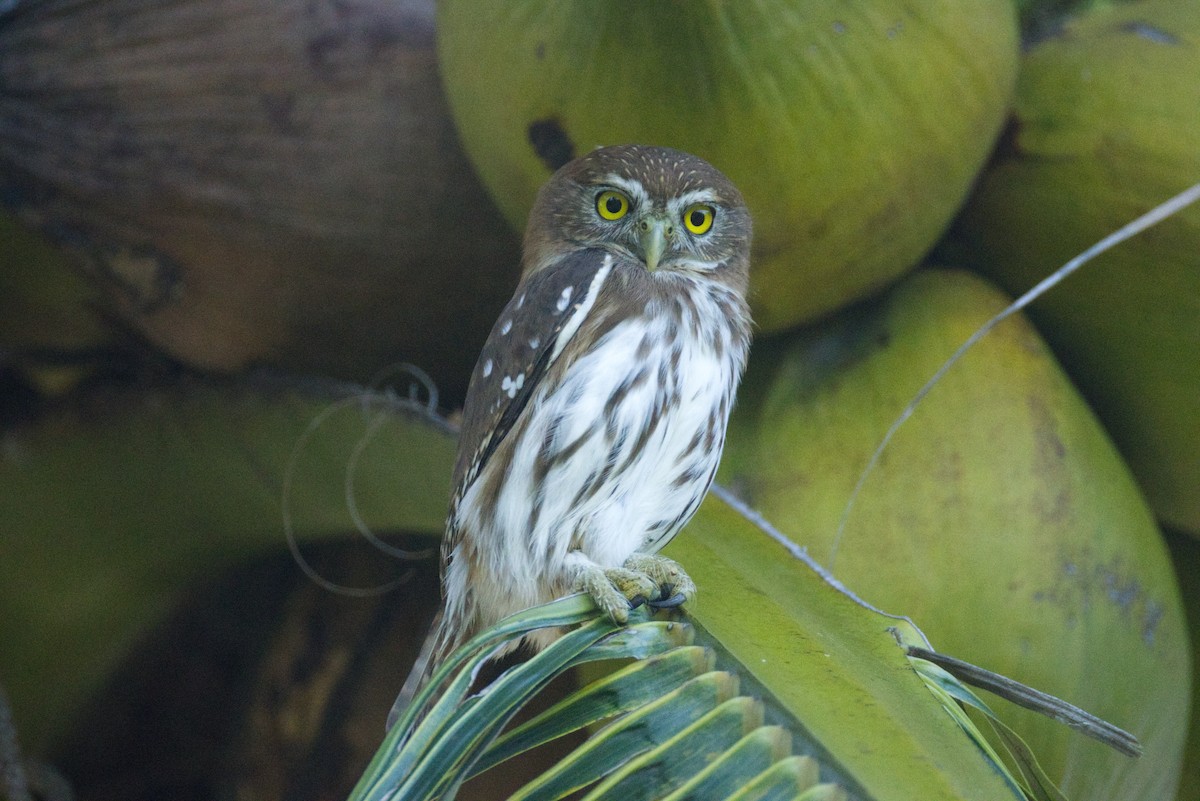 Ferruginous Pygmy-Owl - ML646052019
