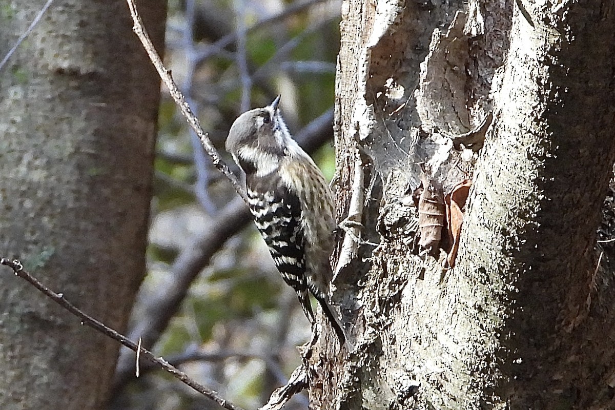 Kizukispecht - ML646052024