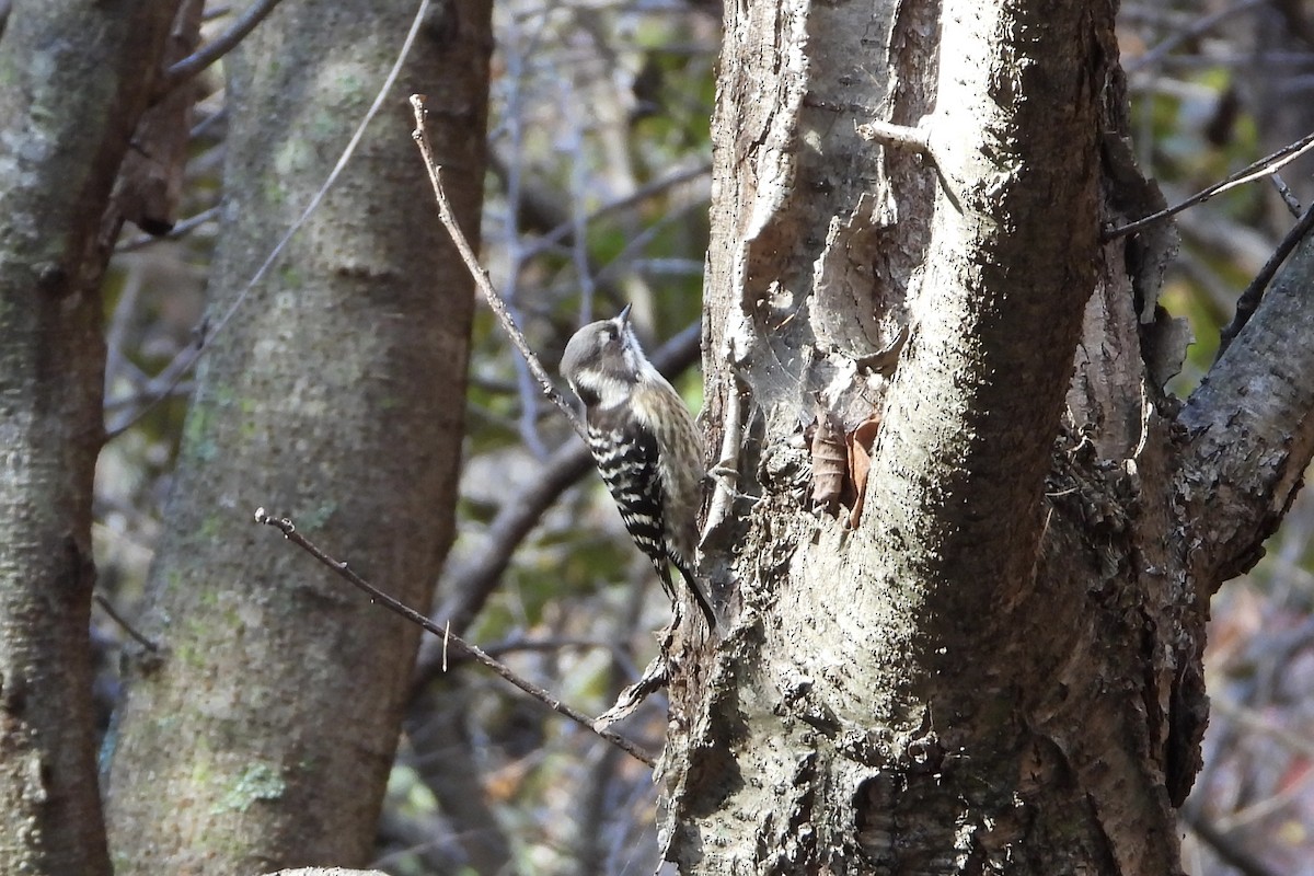 Kizukispecht - ML646052025