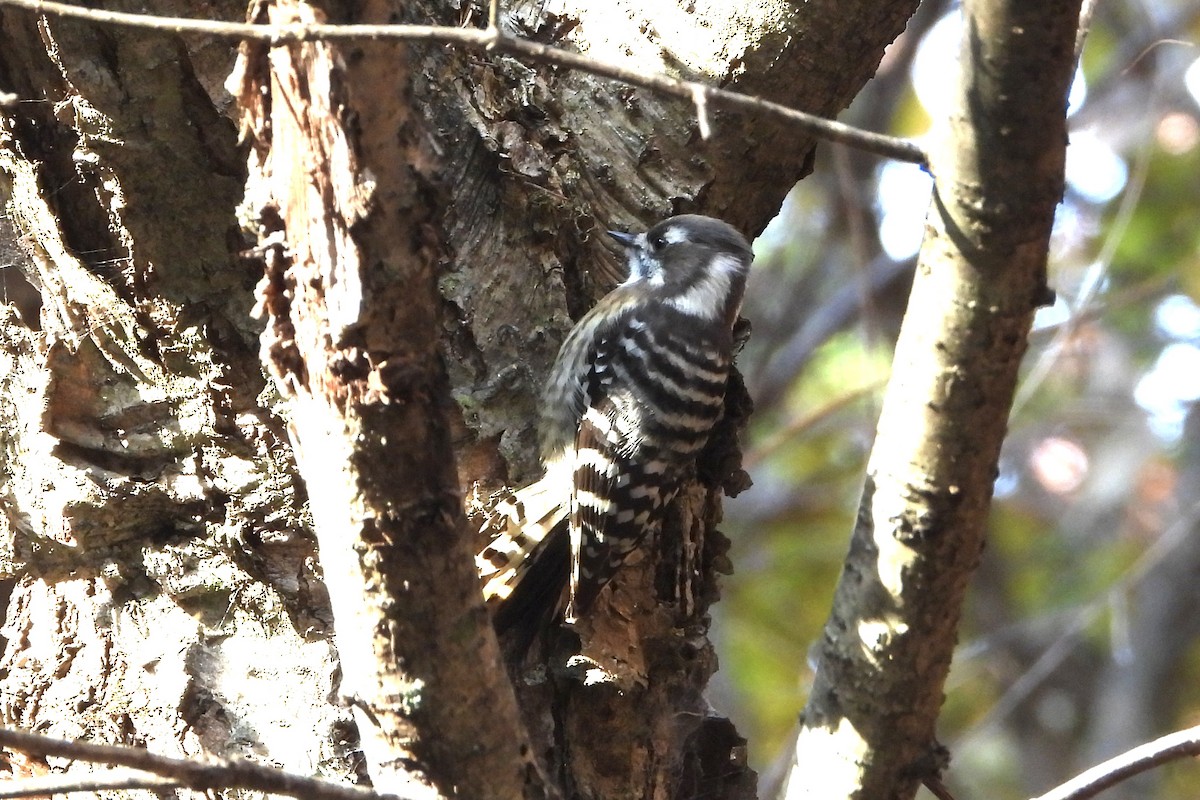 Kizukispecht - ML646052026