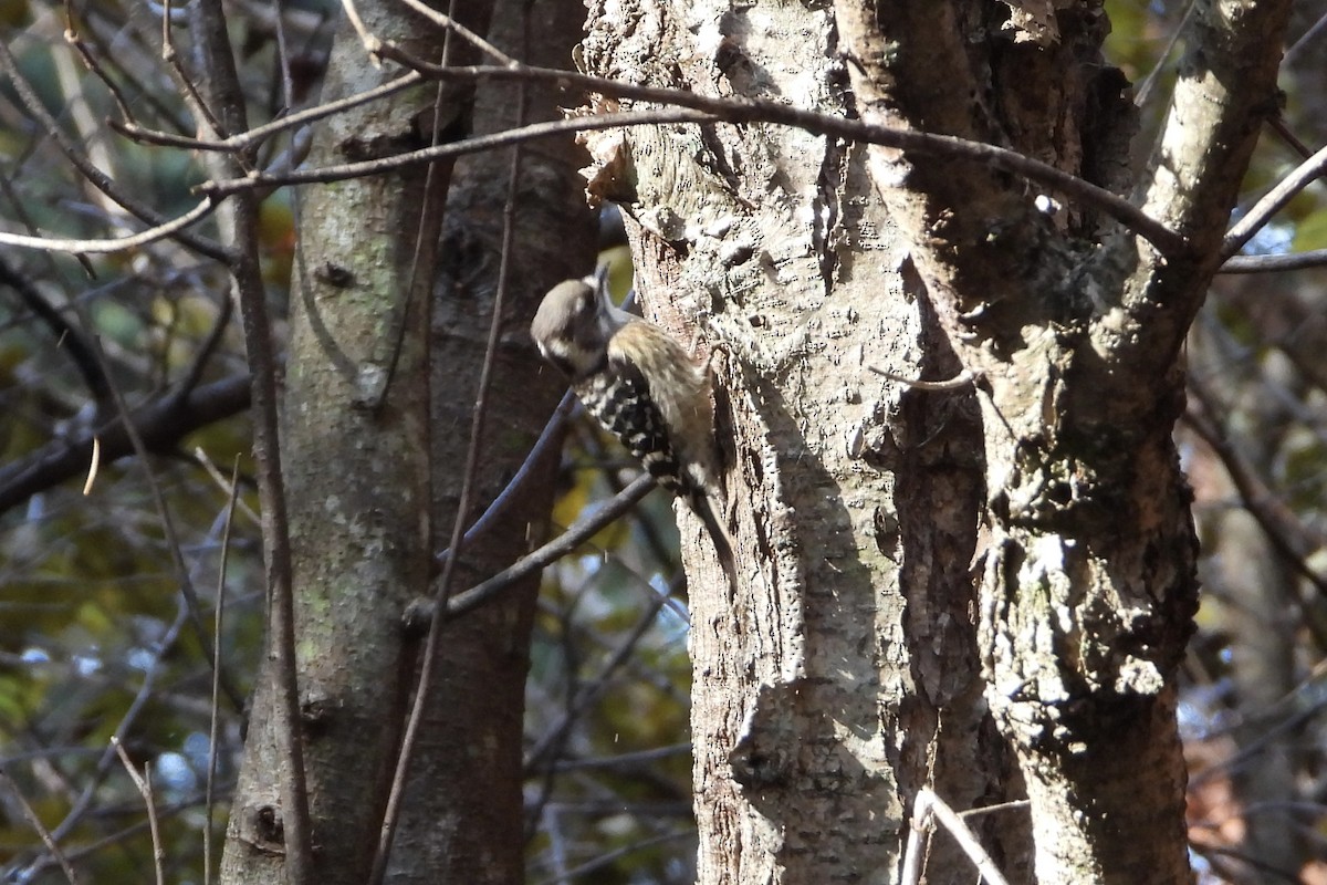 Kizukispecht - ML646052027