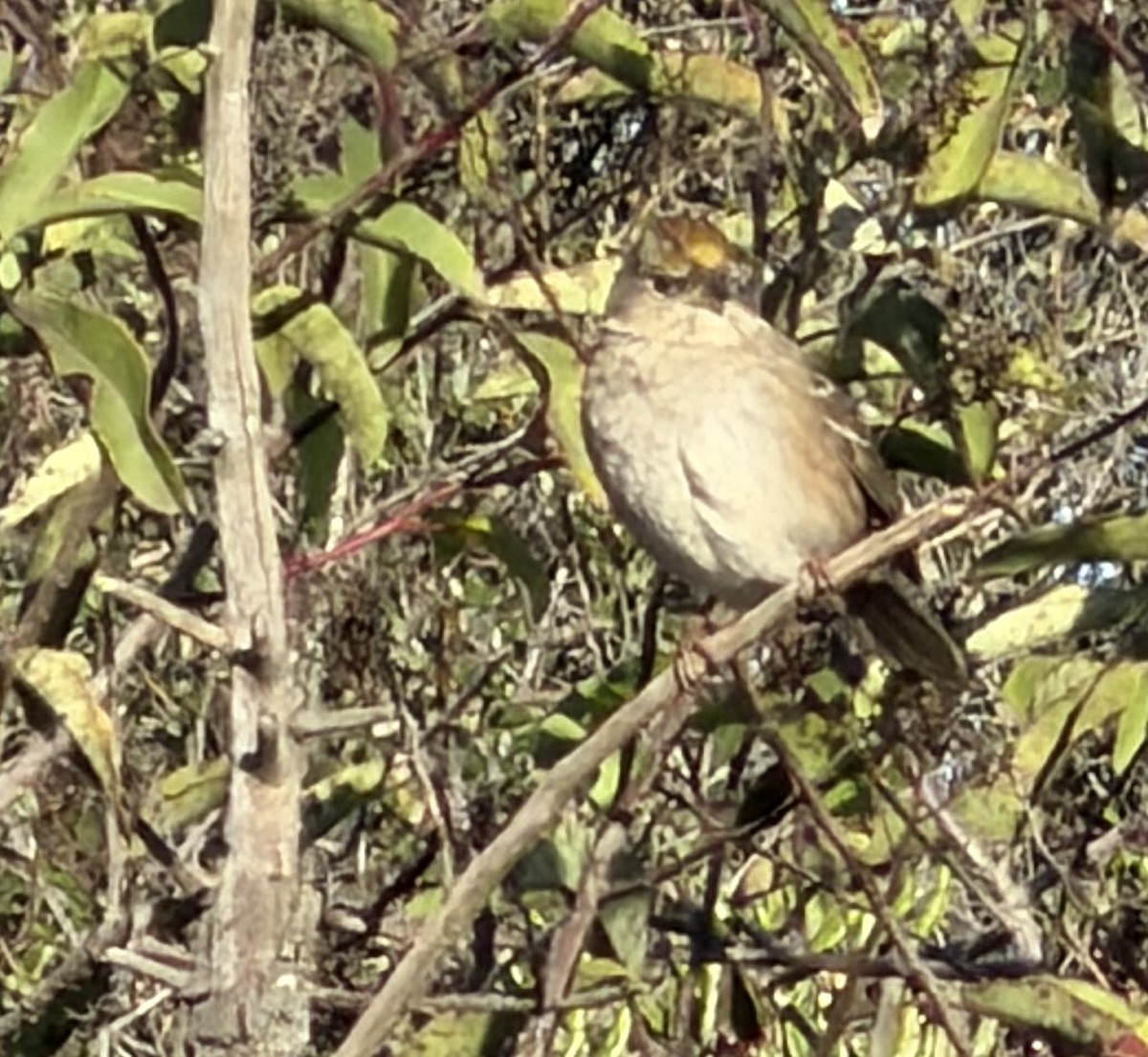 Golden-crowned Sparrow - ML646052030