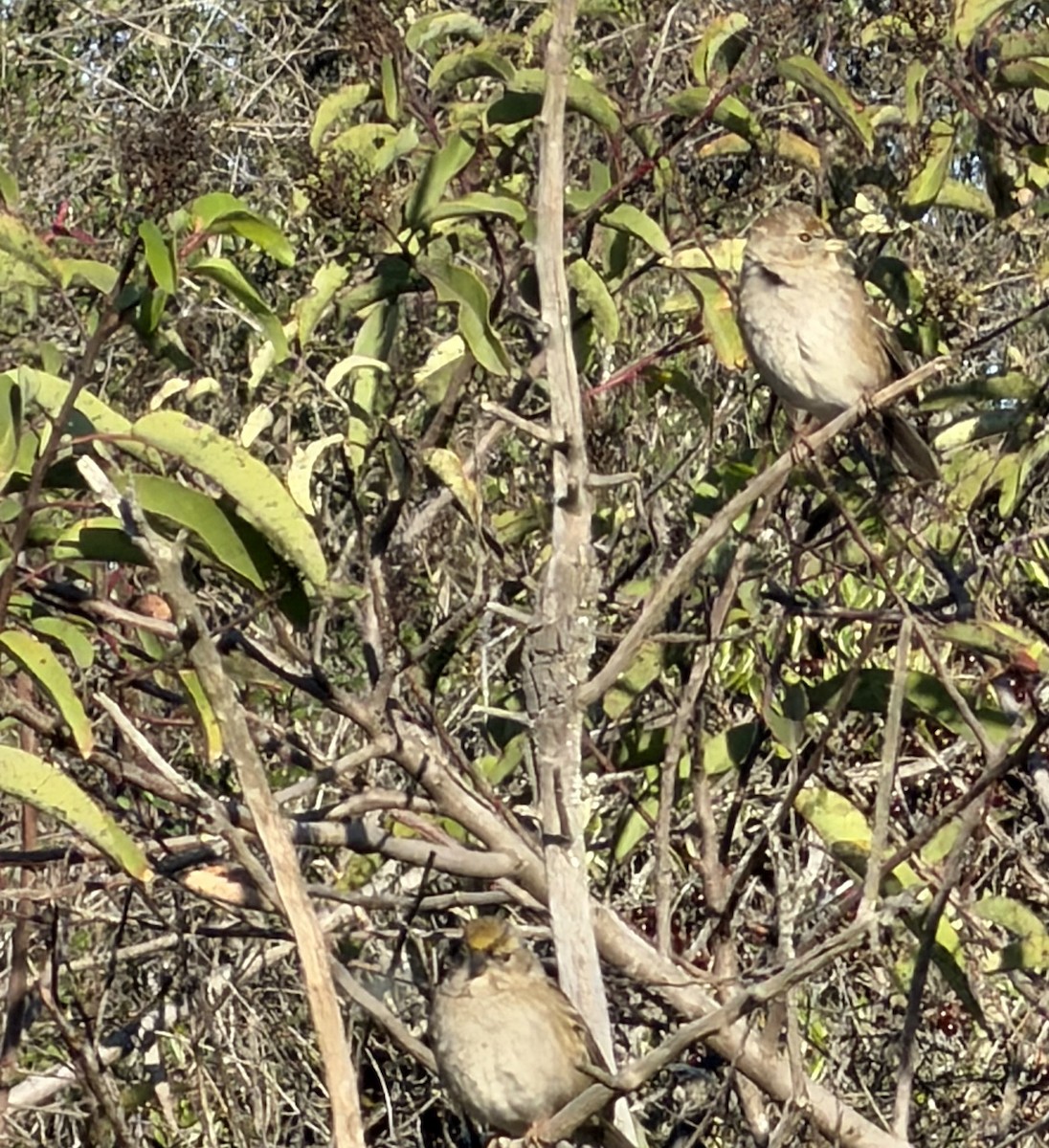 Golden-crowned Sparrow - ML646052031