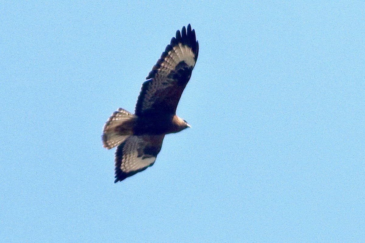 Buse féroce - ML646052032