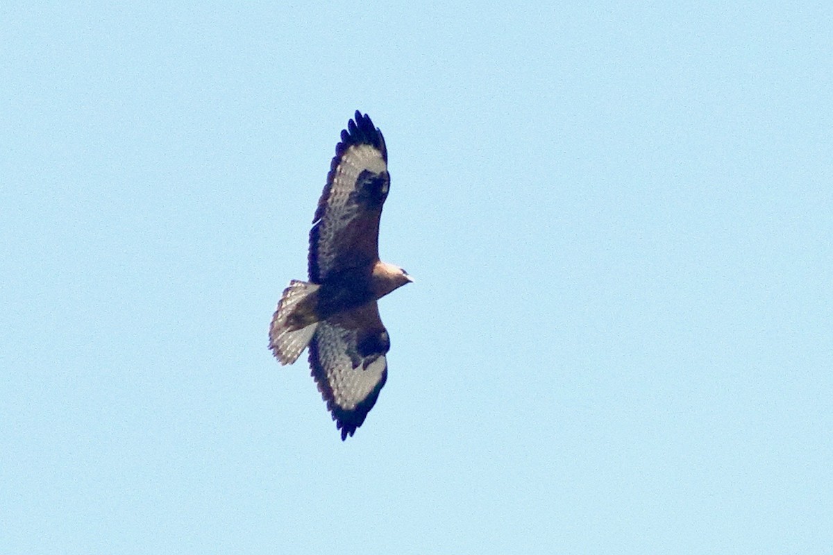 Buse féroce - ML646052033