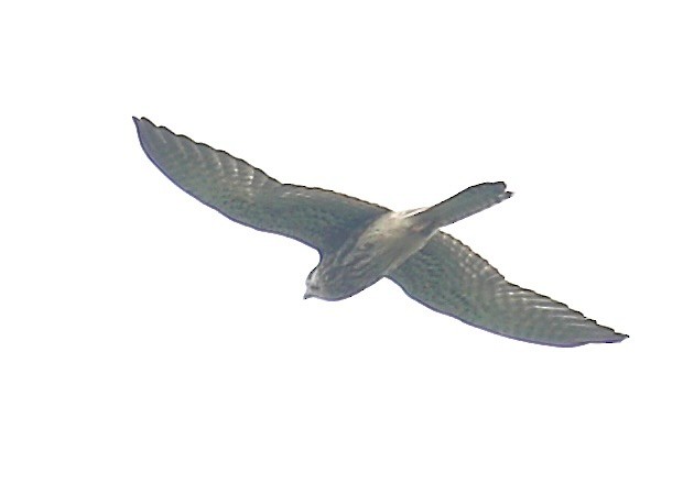 燕隼 - ML646052034