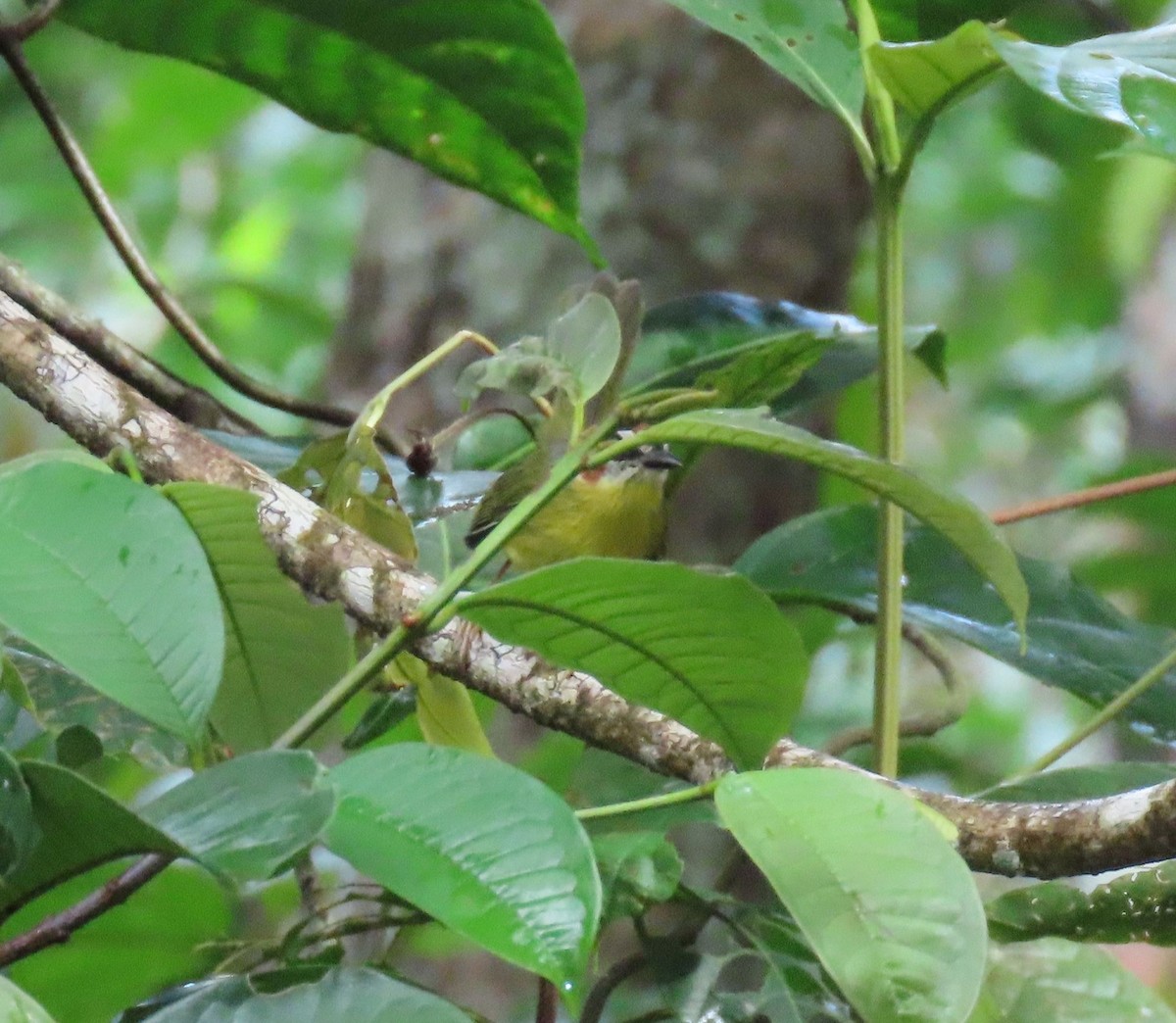 Paruline de Delattre - ML646052036