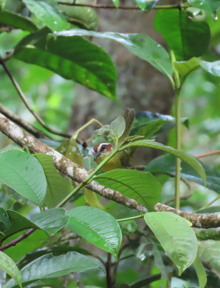 Paruline de Delattre - ML646052037