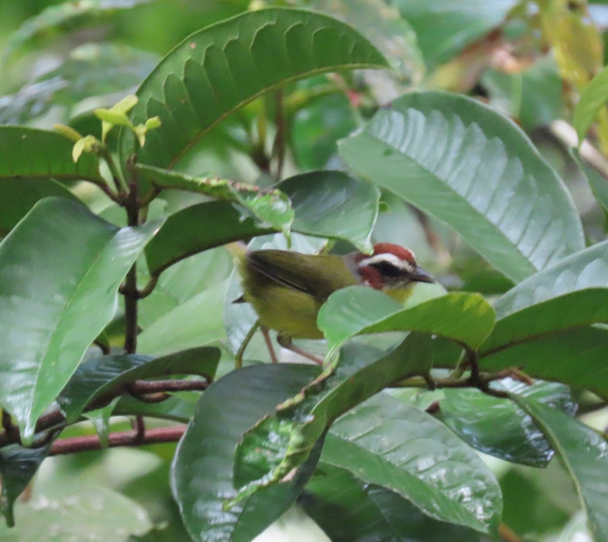 Paruline de Delattre - ML646052038