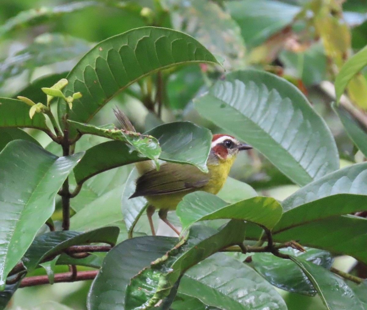 Paruline de Delattre - ML646052039