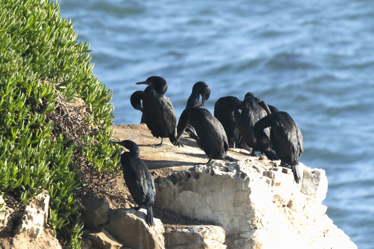 Brandt's Cormorant - ML646052046