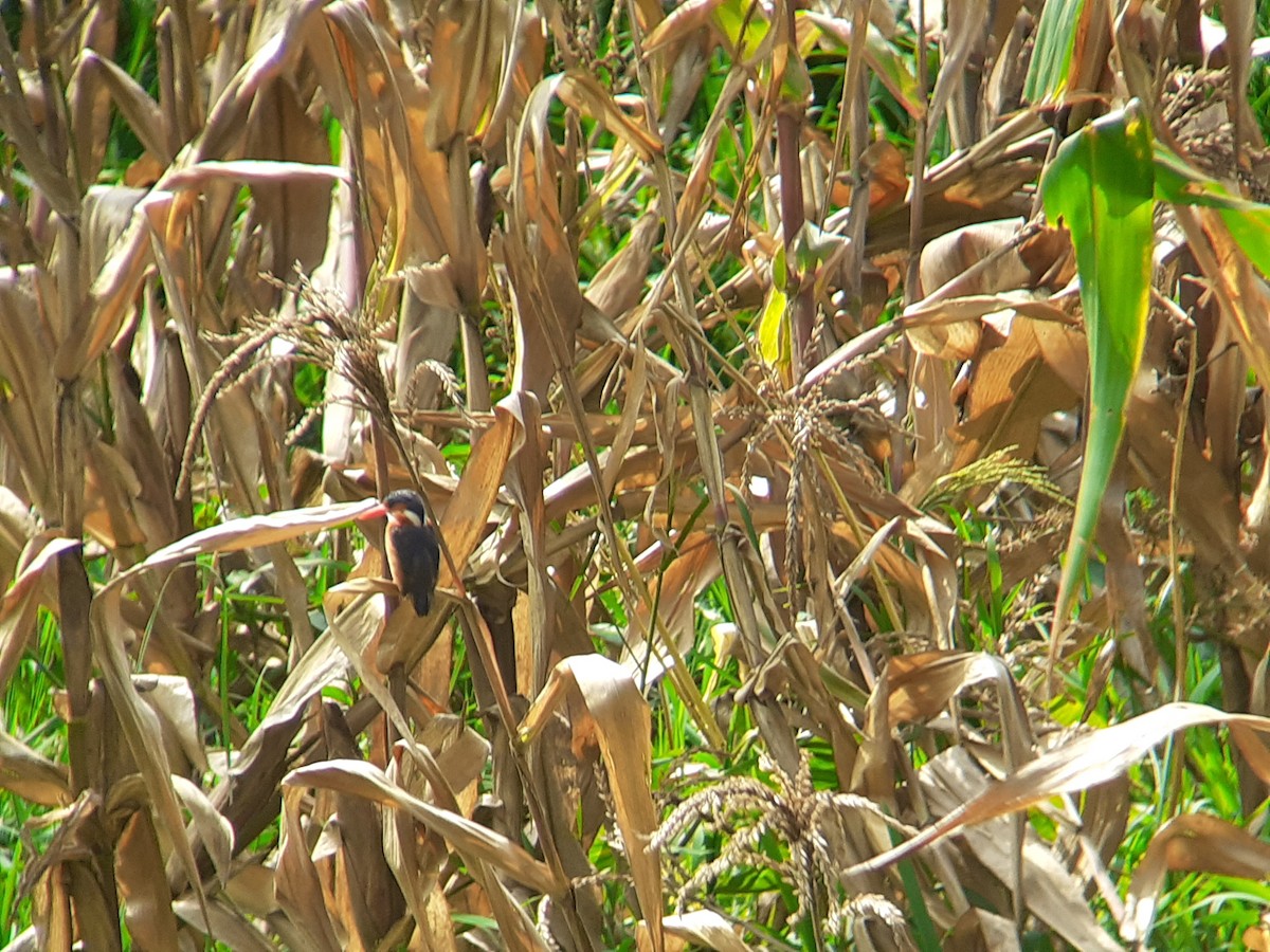 Malachite Kingfisher - ML646052049