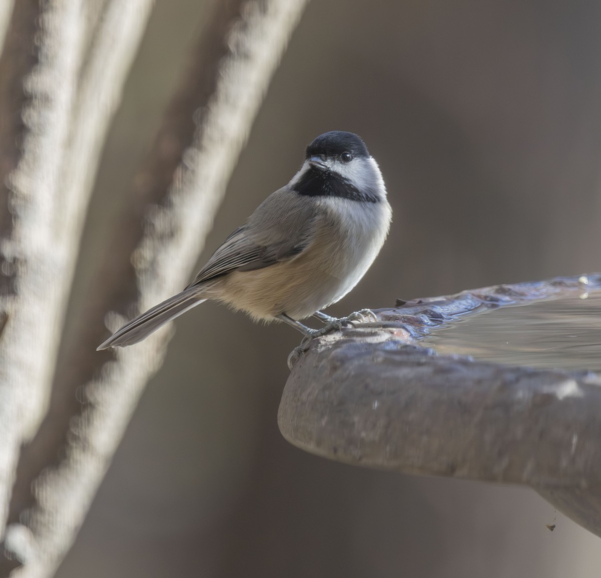 sýkora karolínská - ML646052051