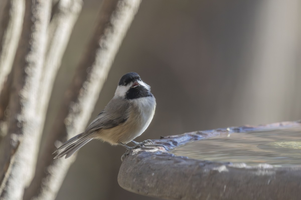 sýkora karolínská - ML646052052