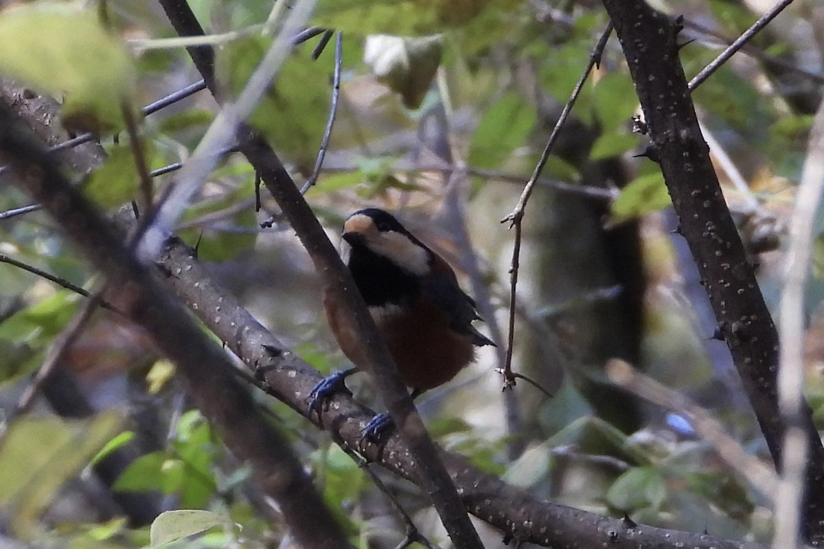 Buntmeise - ML646052054